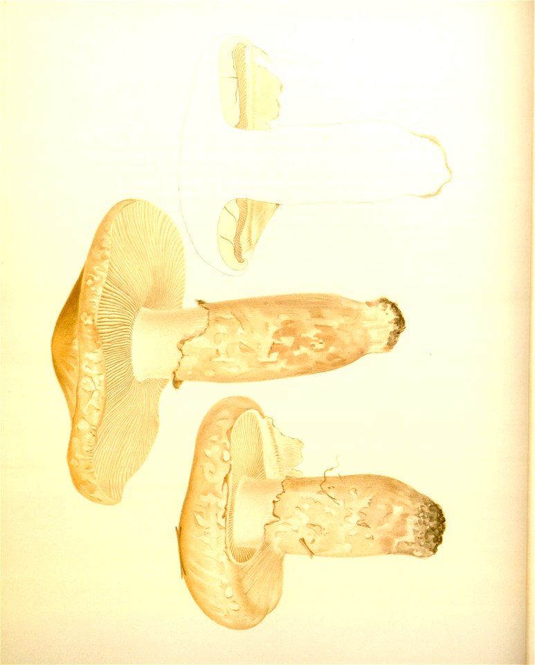 n36_w1150