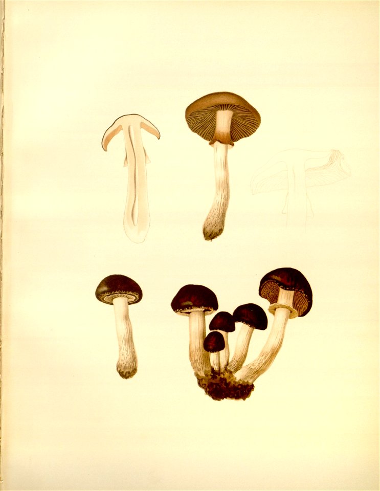 n113_w1150