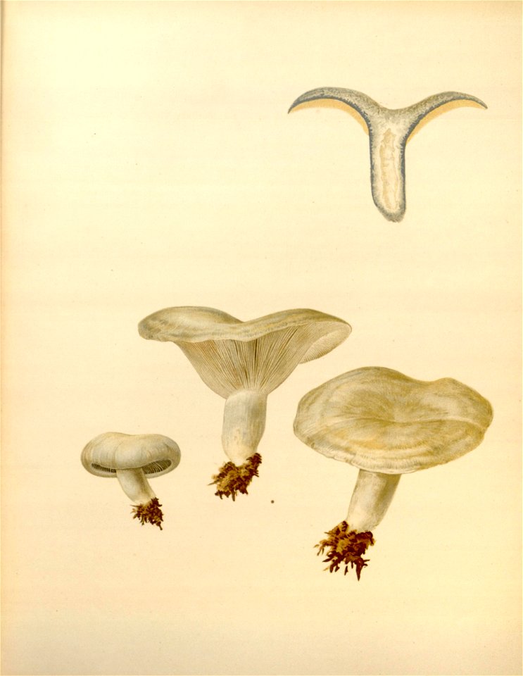 n81_w1150