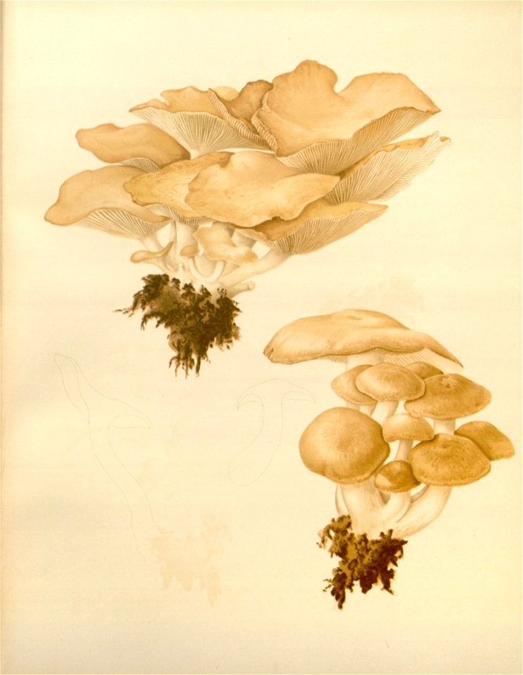 n54_w1150