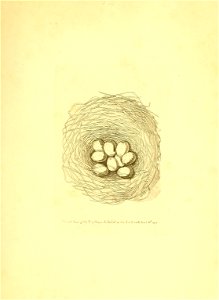 n270_w1150