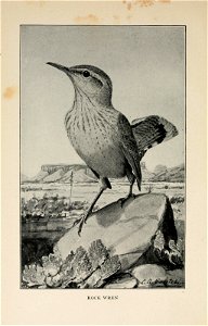 n597_w1150