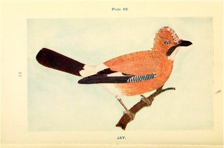 n535_w1150
