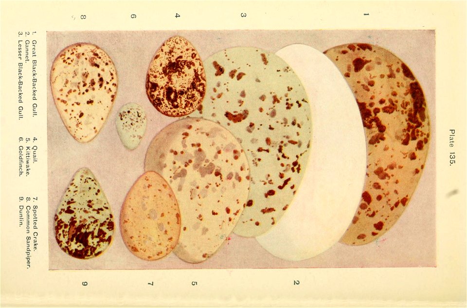 n569_w1150