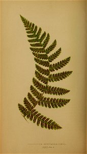 n195_w1150