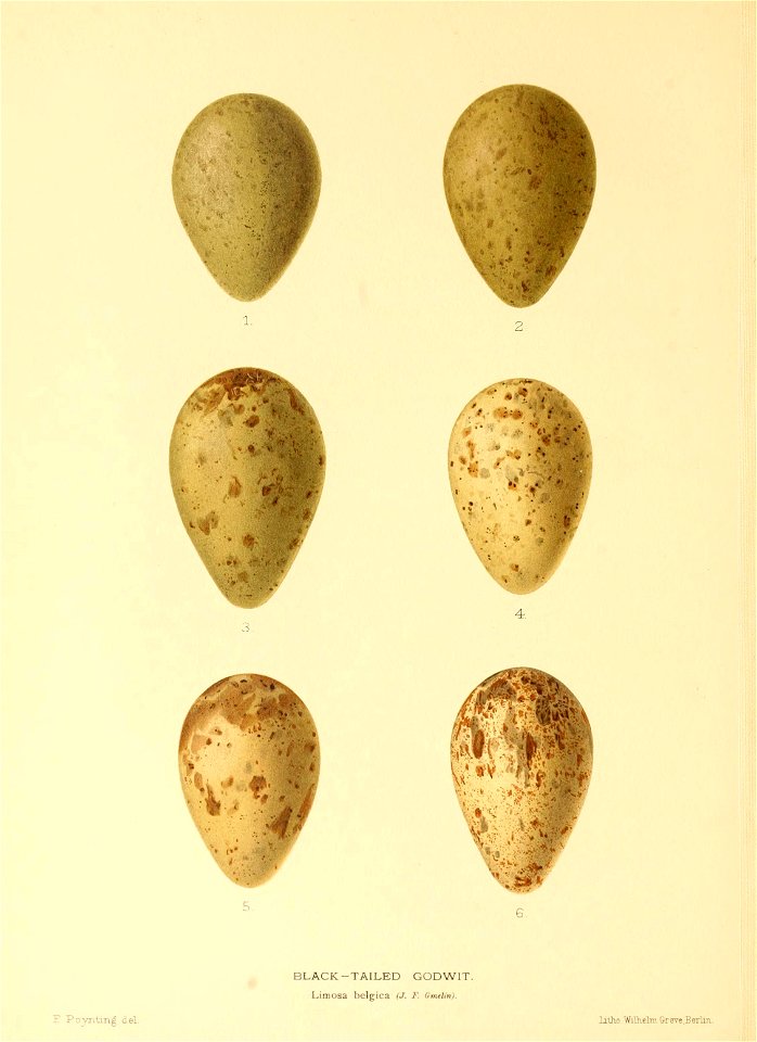 n203_w1150