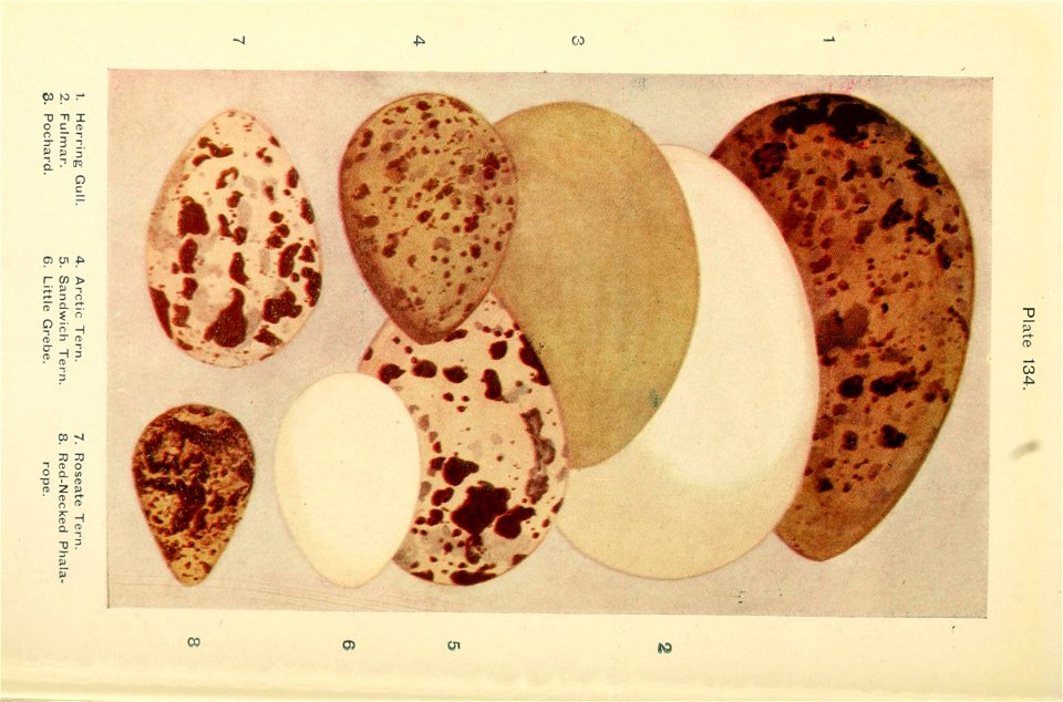 n567_w1150