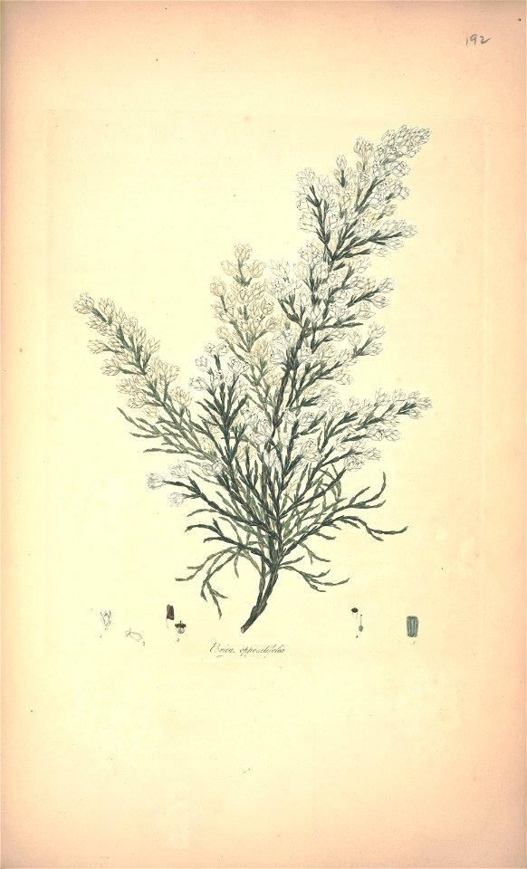 n99_w1150