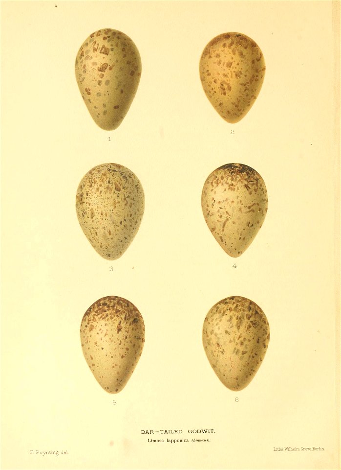 n385_w1150