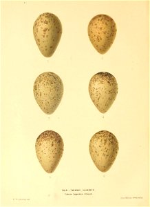 n385_w1150