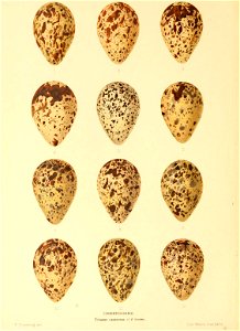 n379_w1150