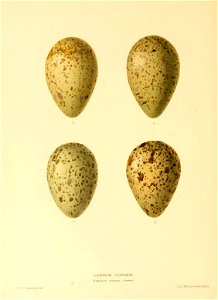 n285_w1150