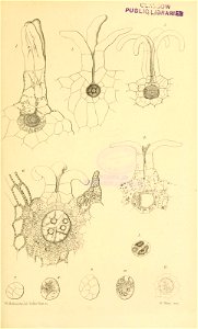 n586_w1150