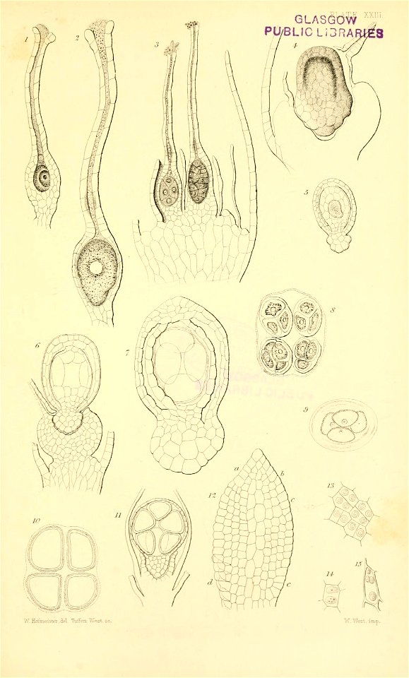 n556_w1150