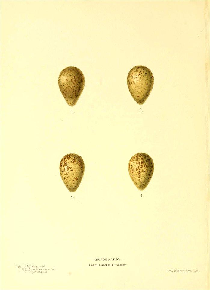 n183_w1150