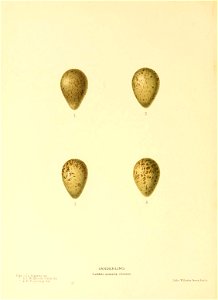 n183_w1150