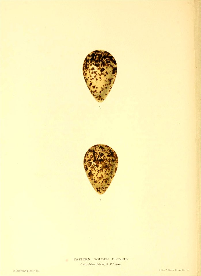 n133_w1150