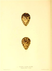 n133_w1150