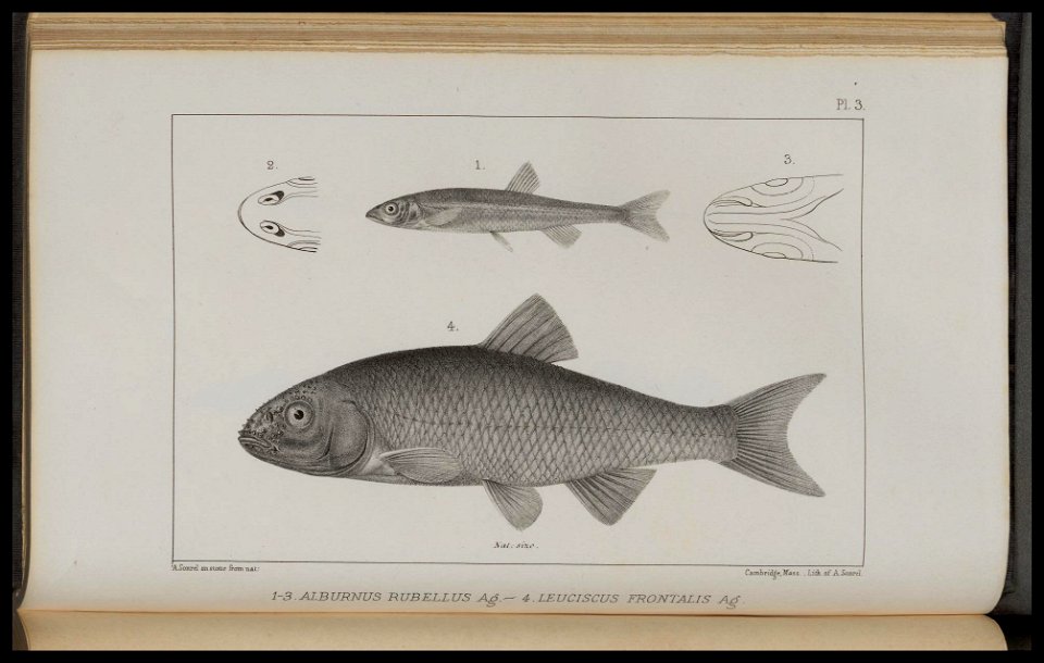n462_w1150