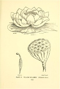 n54_w1150