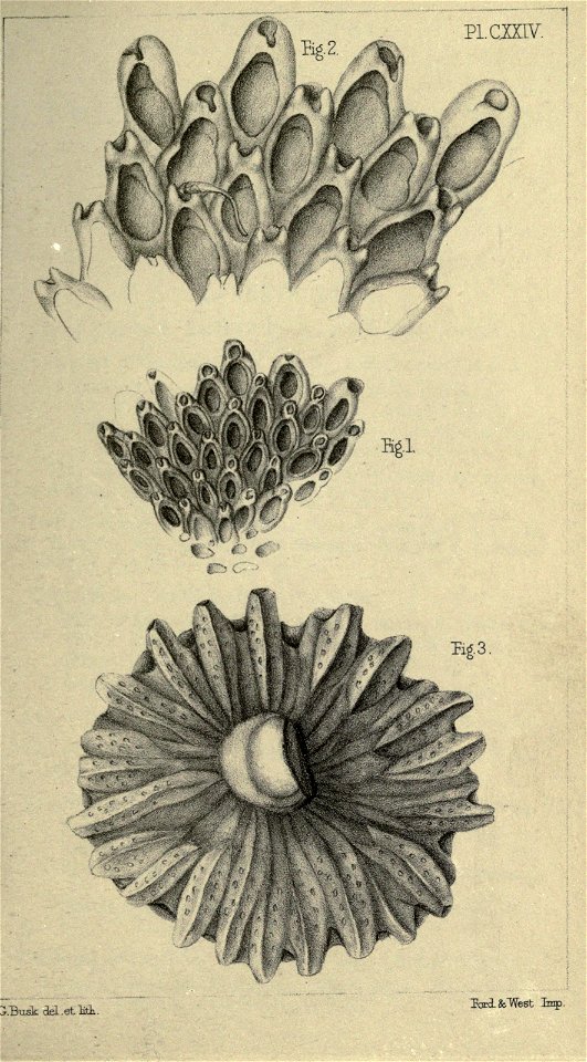 n188_w1150