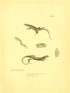 n54_w1150