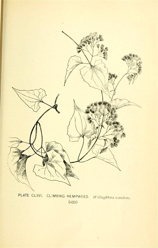 n594_w1150