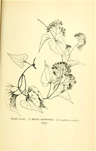 n594_w1150
