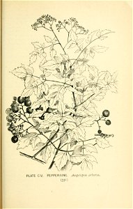 n396_w1150