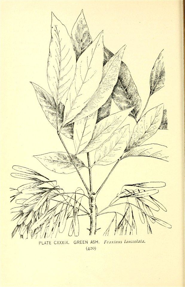n497_w1150
