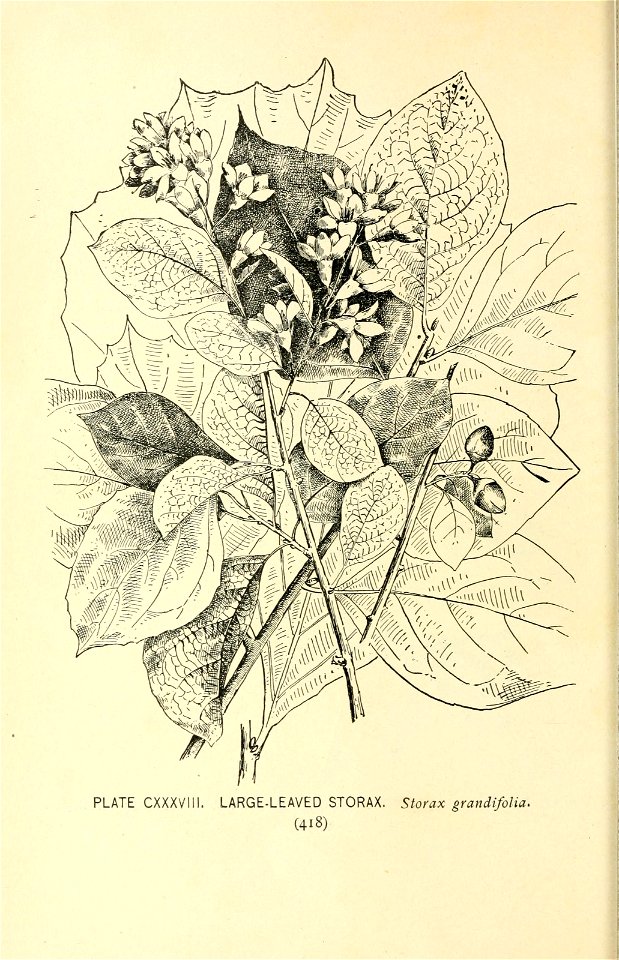 n493_w1150