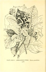 n493_w1150