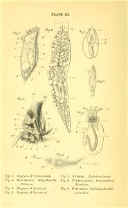 n425_w1150