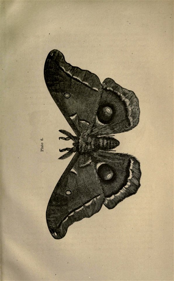 n336_w1150