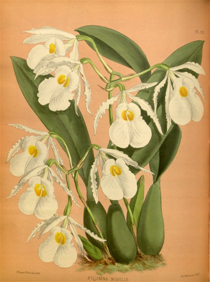 n99_w1150