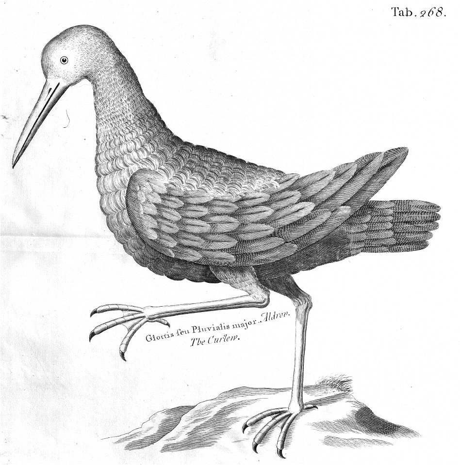 n631_w1150