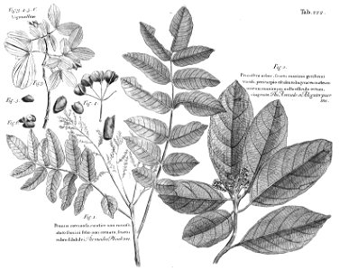 n585_w1150