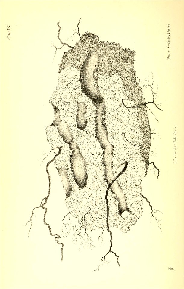 n55_w1150