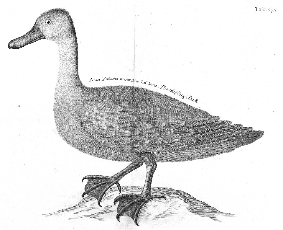n635_w1150