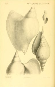 n51_w1150
