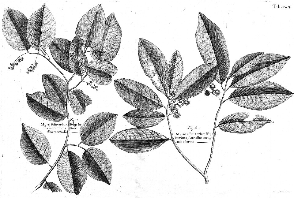 n556_w1150