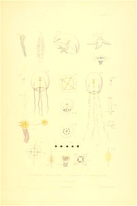 n134_w1150