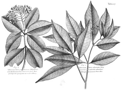 n568_w1150