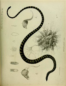 n436_w1150