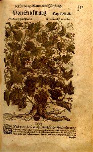 n1175_w1150