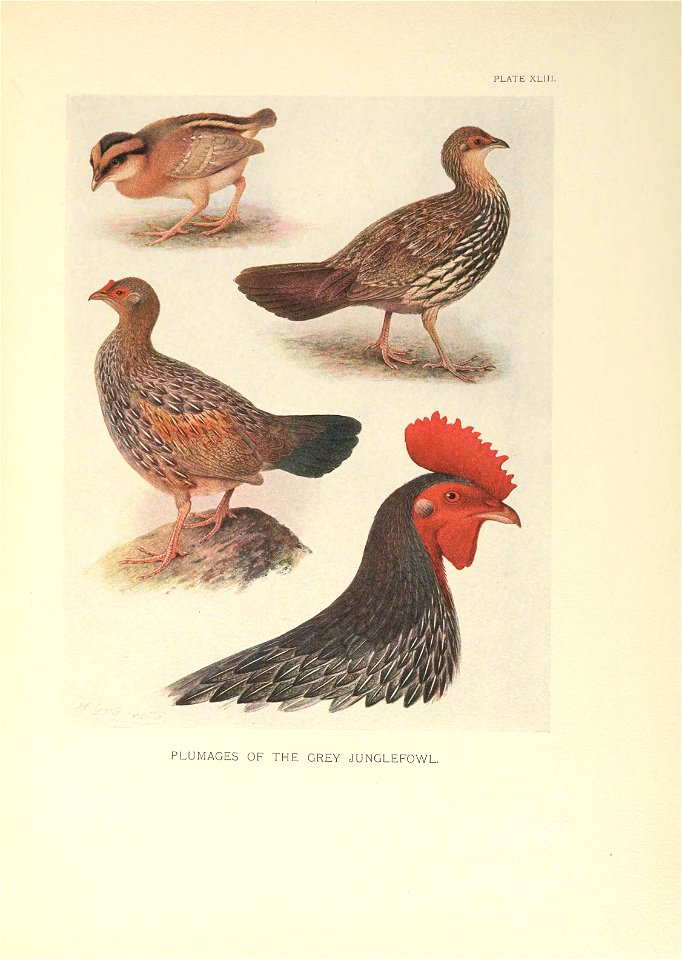 n450_w1150