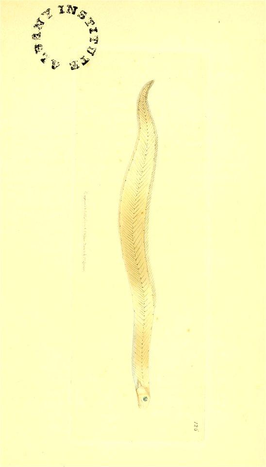 n30_w1150
