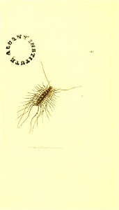 n81_w1150