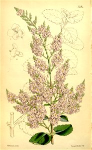 n190_w1150
