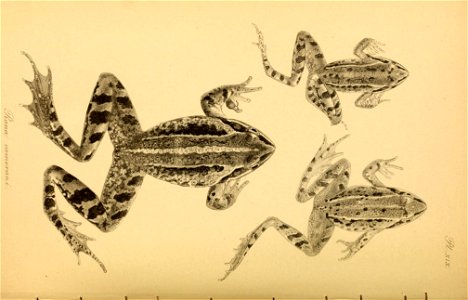 n129_w1150